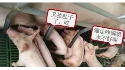 母豬奶水不好怎么辦？速壯丁幫您解憂愁