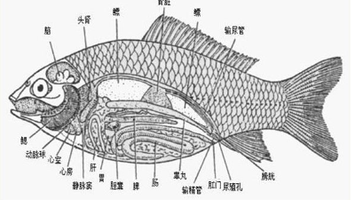 腸道好，水產(chǎn)養(yǎng)殖效益好-上海邦森