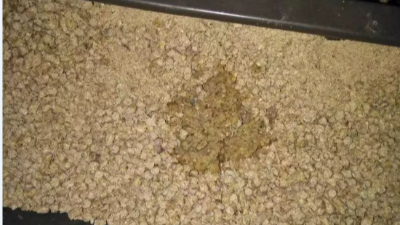 雞吐水的原因及預防-上海邦森