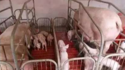 上海邦森技術分享乳豬體質(zhì)差的5大原因分析