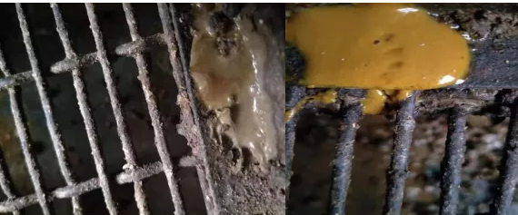 仔豬副傷寒癥狀 仔豬副傷寒癥狀