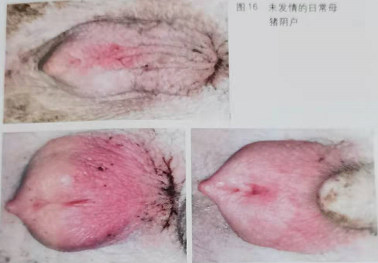 后備母豬飼養(yǎng)管理 后備母豬飼養(yǎng)管理