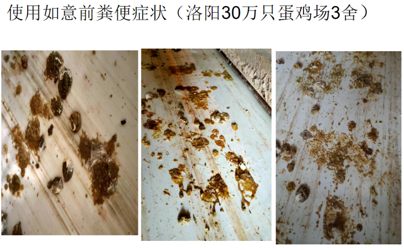 如意4 如意4