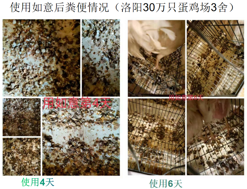 如意5 如意5