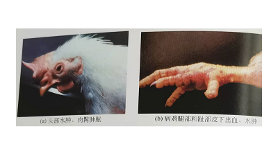 冬季禽流感高發(fā)，上海邦森教您輕松應(yīng)對禽流感